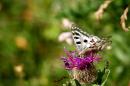 nature alpine 011 * 4368 x 2912 * (4.85MB)